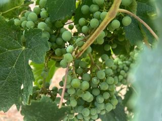 VITICULTURA Variedad de uva: Ribolla Viñedo: Montecastrilli Suelo: Arcillo-calcáreo