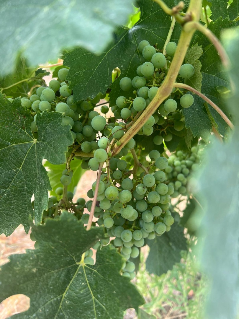 VITICULTURA Variedad de uva: Ribolla Viñedo: Montecastrilli Suelo: Arcillo-calcáreo Altitud: 300 m Sistema de conducción: Guyot Edad media de las cepas: 5 años