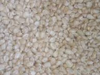 Maíz blanco agrícola recién cosechado