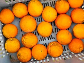 En venta Naranjas Navel Povell España. Soy productor Naranjas