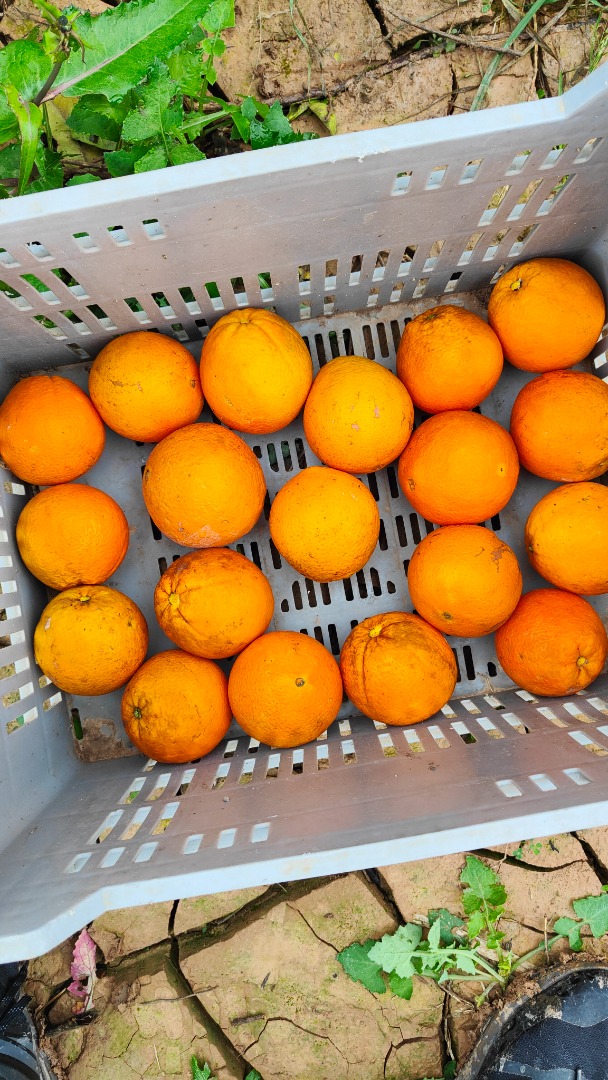 En venta Naranjas Navel Povell España