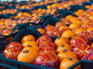 Naranja fresca Valencia