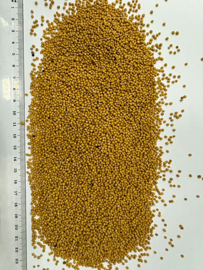 Ofrecemos mostaza de alta calidad con una pureza del 99-99,5%