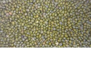 Frijol mungo, también conocido como grano verde o frijol