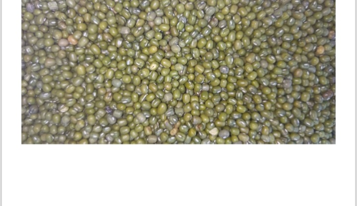 Frijol mungo, también conocido como grano verde o frijol chino