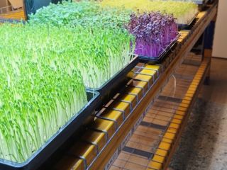Vendo microgreens de guisantes, rábanos, girasoles y otros a