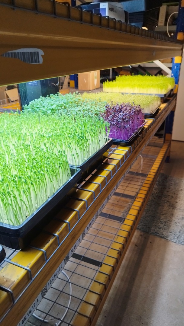 Vendo microgreens de guisantes, rábanos, girasoles y otros a pedido
