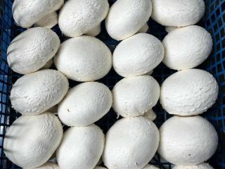 Vendo setas blancas, portobello marrones, planas y ostra. Empacamos
