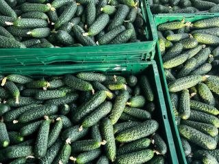 Verduras frescas - ¡Pepinos directamente desde Rumania! ¡La temporada