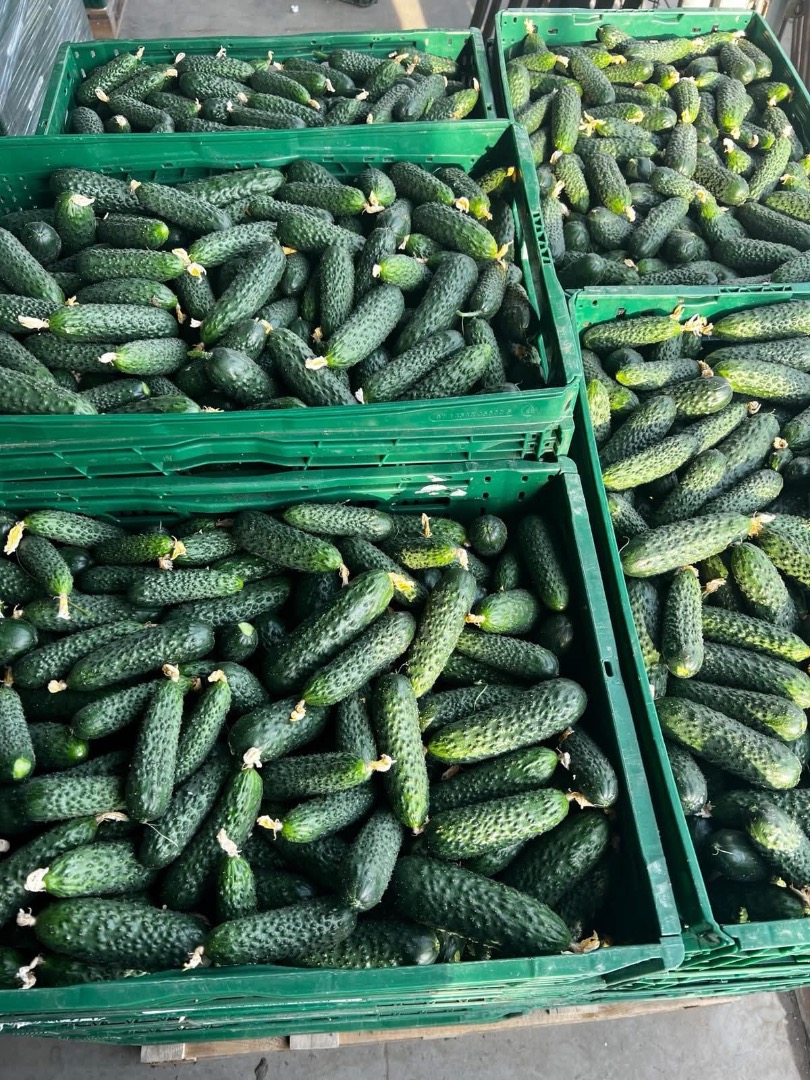 Verduras frescas - ¡Pepinos directamente desde Rumania! ¡La temporada de verduras frescas ha comenzado! ✅ Ofrecemos pepinos y otras verduras de la más alta