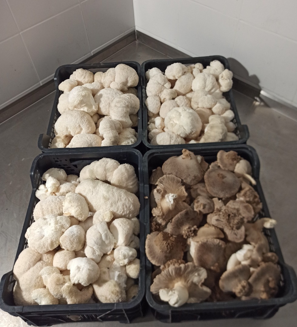Ofrecemos setas melena de león frescas de alta calidad procedentes de nuestro propio cultivo durante todo el año