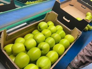 Golden Delicious es una variedad de manzana popular conocida