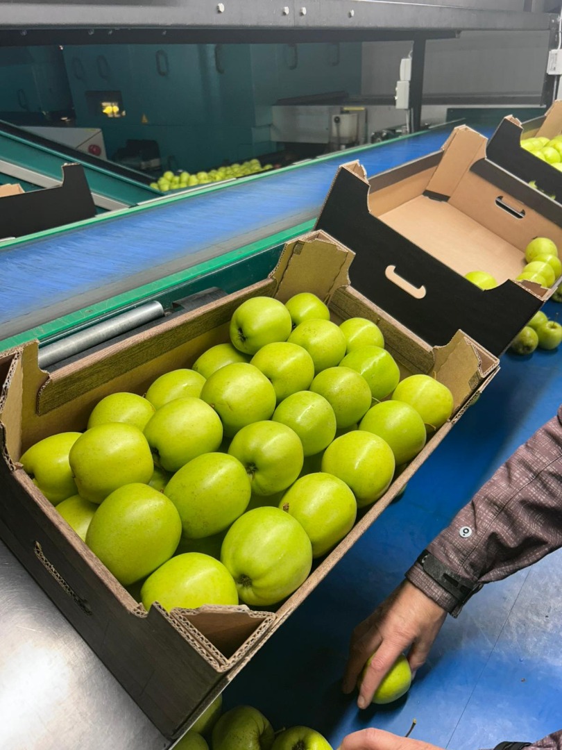 Golden Delicious es una variedad de manzana popular conocida por su sabor dulce y suave