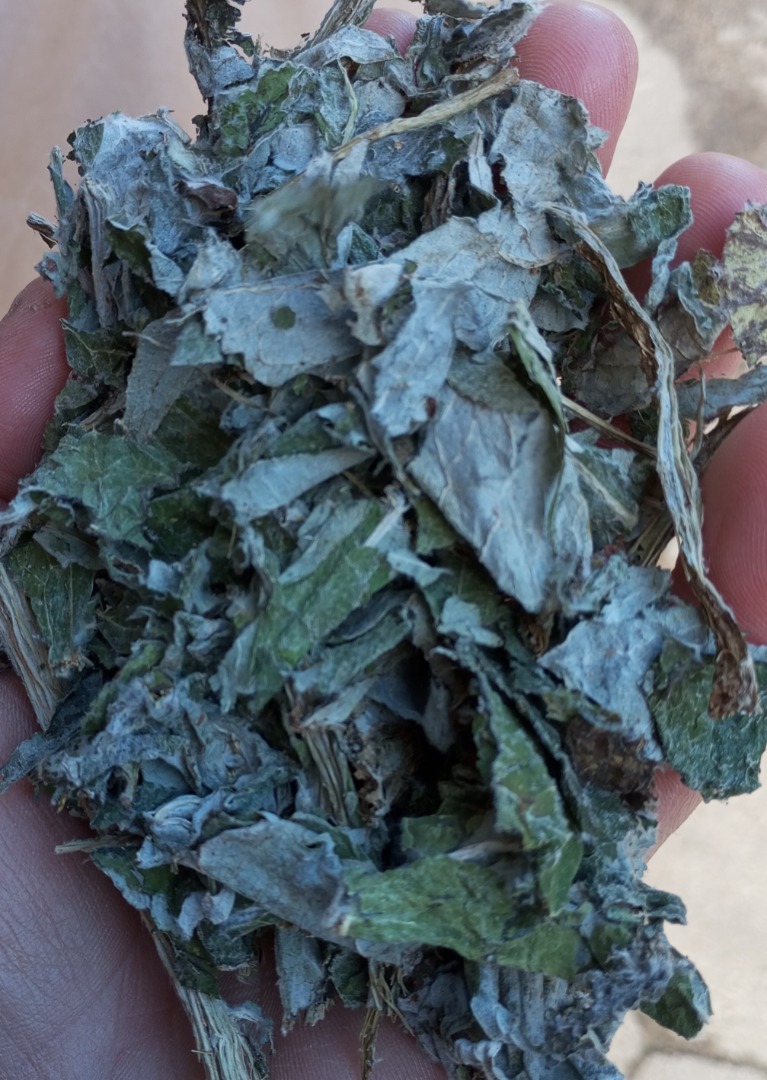 Alcachofa en venta - recolección directa en secadero de suelo, sin pesticidas, alta calidad