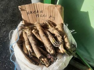 Vendo 400 kg de rábano picante rumano orgánico de