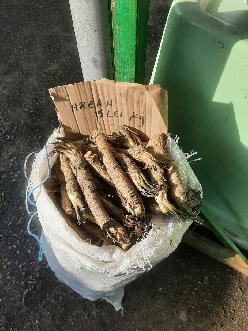 Vendo 400 kg de rábano picante rumano orgánico de la huerta, bonito y espeso, para puestos, uso doméstico, mostaza, etc
