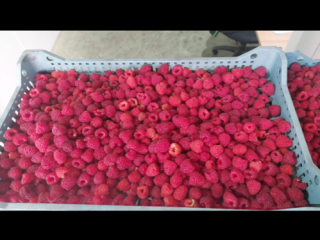 Frambuesas Willamette congeladas, calidad 90/10 (también puede ser 95/5),