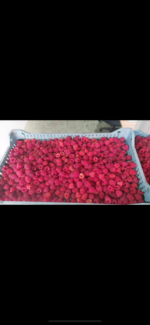 Frambuesas Willamette congeladas, calidad 90/10 (también puede ser 95/5), embalaje 1/10 kg (también puede ser 4 x 2,5 kg), papel kraft