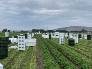 Hola, somos agricultores productores de Perejil. exportamos perejil de