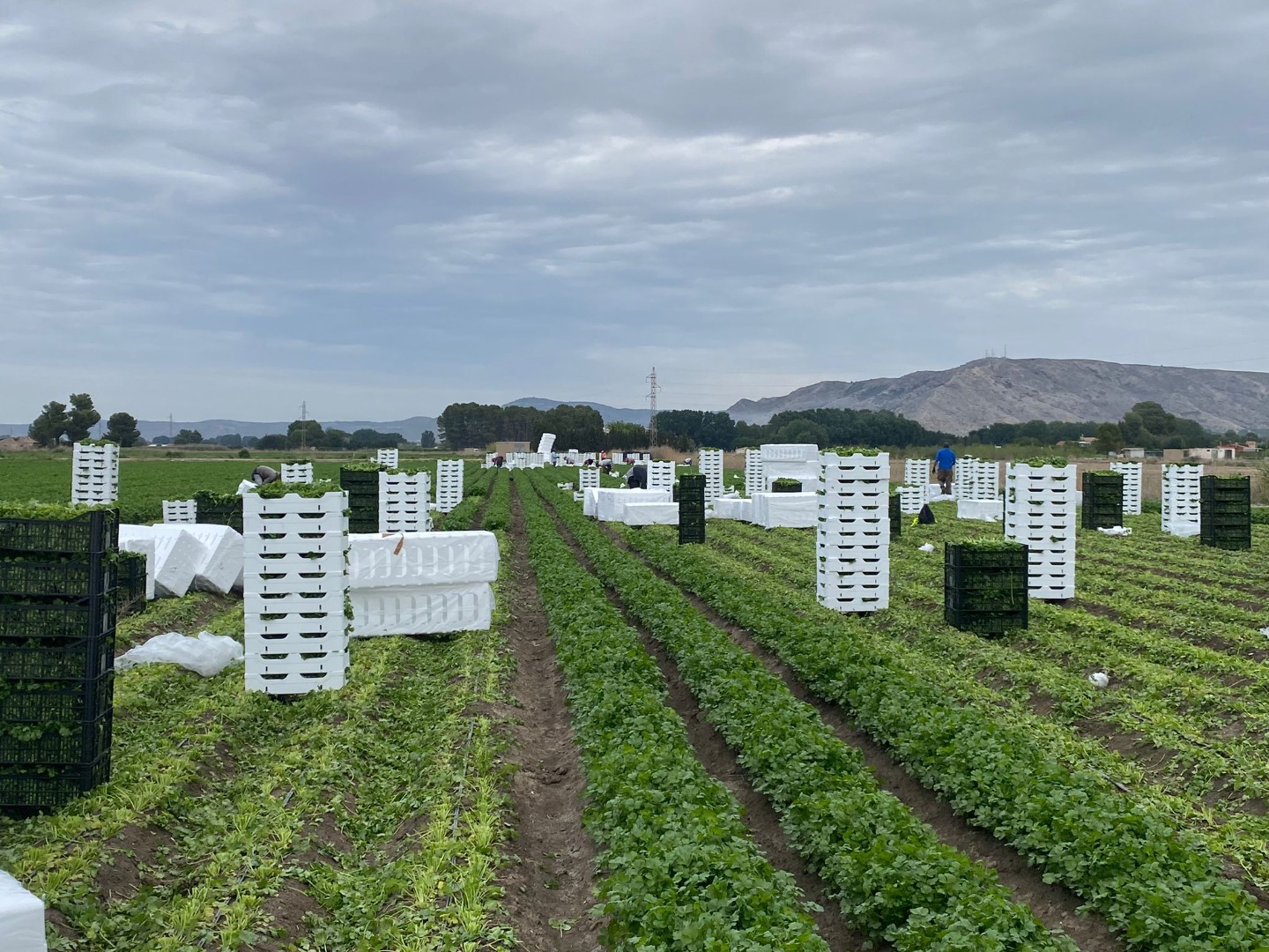 Hola, somos agricultores productores de Perejil
