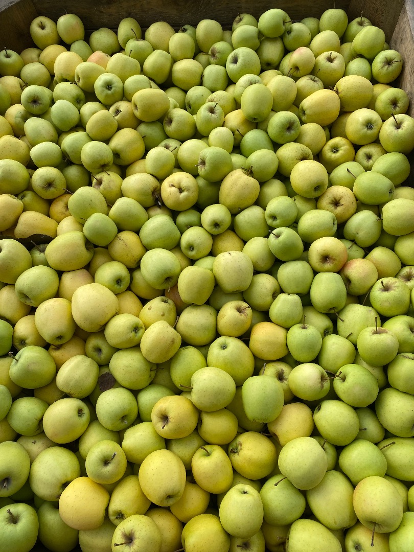 manzana dorada deliciosa