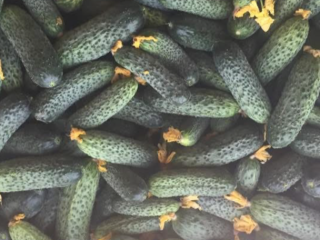 Pepinos en venta directamente del productor. Disponemos de cantidades