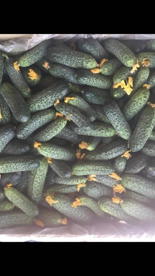 Pepinos en venta directamente del productor