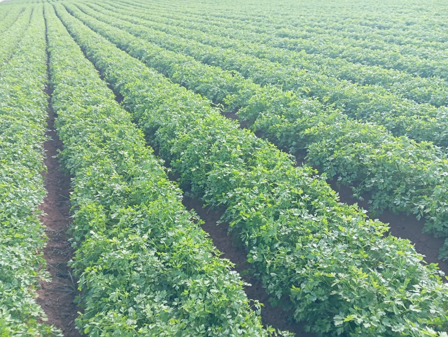 Descubre nuestro perejil fresco, cultivado en la soleada región de Murcia, reconocida por su clima privilegiado y suelos fértiles que garantizan un producto de