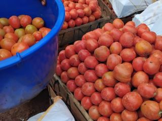 Nuestros tomates frescos se cultivan orgánicamente y se cosechan