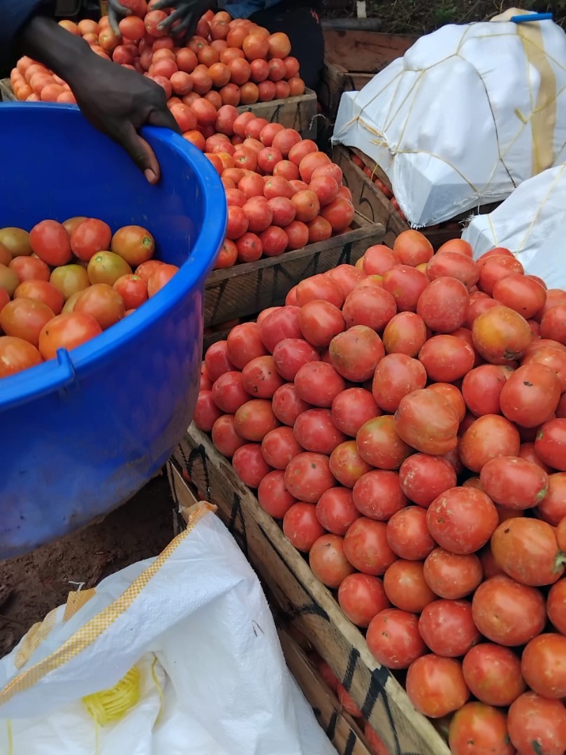 Nuestros tomates frescos se cultivan orgánicamente y se cosechan con esmero para garantizar una alta calidad