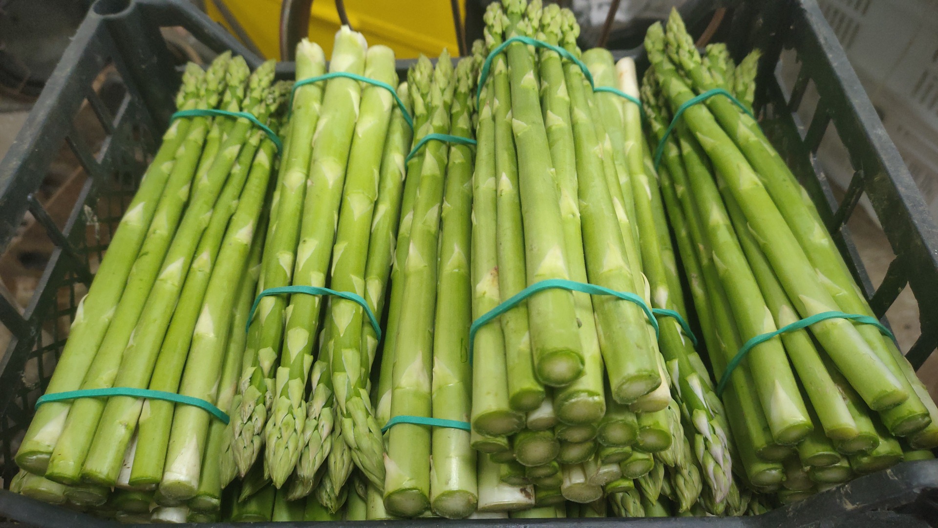 Venderé espárragos verdes, celadones, a partir de abril