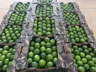 Lima fresca directamente de la finca vía aeropuertos. Costo