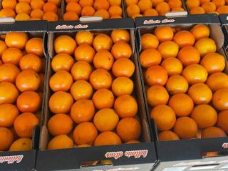 Mercancía fresca cosechada el mismo día de la carga...naranjas