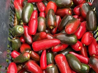 Chiles jalapeños directamente de la finca, en color verde