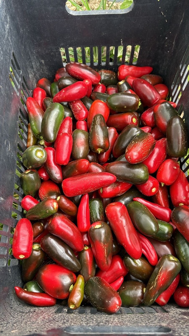 Chiles jalapeños directamente de la finca, en color verde o rojo