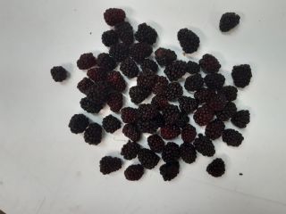 Vendo moras polacas congeladas. Cantidad aproximadamente 2 toneladas. Envasado