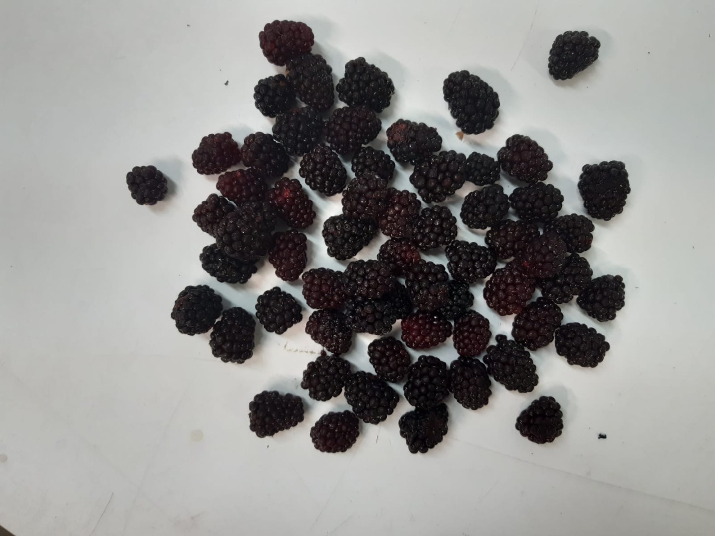 Vendo moras polacas congeladas