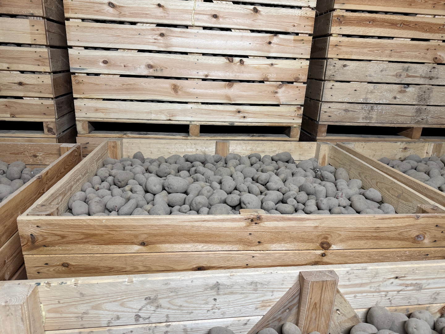 Venderé patatas amarillas de las siguientes variedades: OTOLIA, SORAYA, JUREK