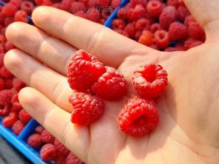 Soy productor de frambuesas LYULIN ECO BIO. Las tengo