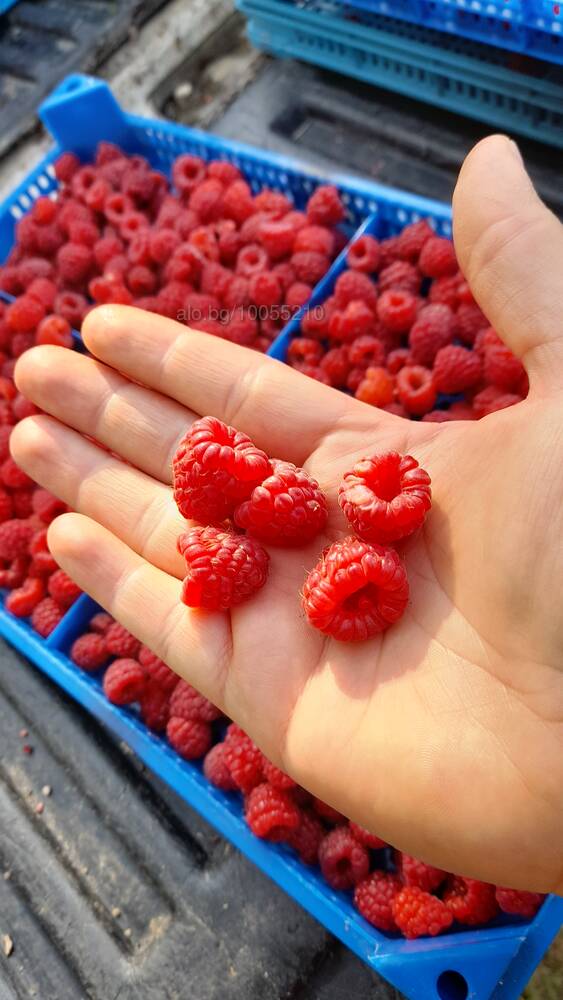 Soy productor de frambuesas LYULIN ECO BIO