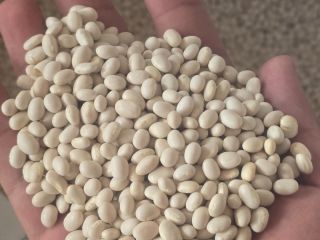 Vendo frijoles, calidad 1, precio al por mayor 6