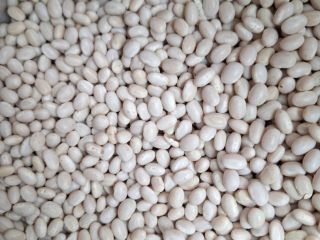 Frijoles Nevi Origen: Ucrania Envase: bolsa grande Humedad *1,4%