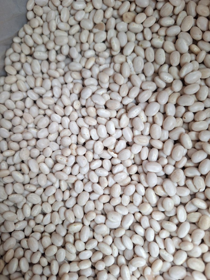 Frijoles Nevi Origen: Ucrania Envase: bolsa grande Humedad *1,4% Mezcla de granos 2,3% Número mínimo de mitades