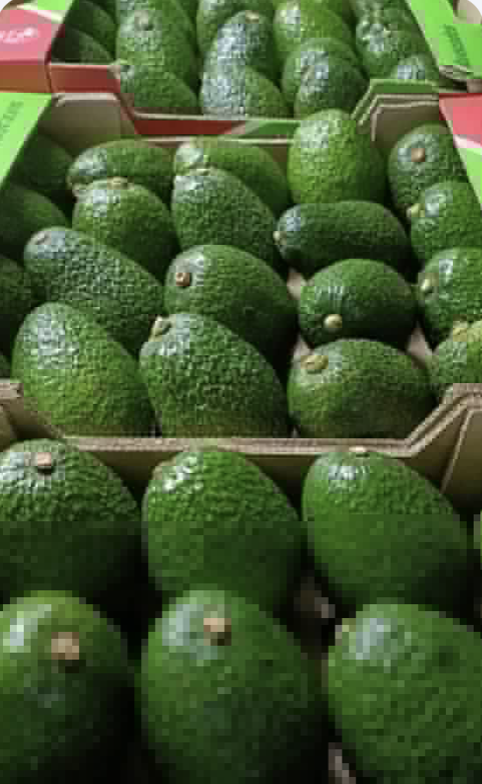 Vendemos aguacates Hass certificados directamente de nuestras granjas en Uganda y los entregamos directamente a Frankfurt/Main