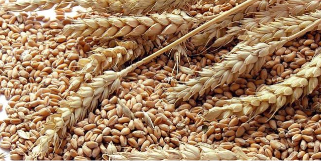 Disponible para exportación – Posibilidad de entrega en Europa Ofrecemos a la venta lotes de trigo[phone number]dre, cosechado y almacenado según estándares