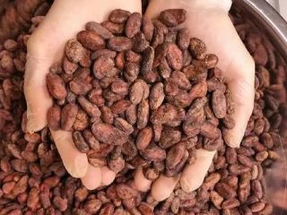 Semillas de cacao de primera calidad para la producción