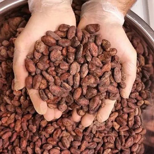 Semillas de cacao de primera calidad para la producción de chocolate J