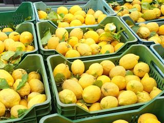 Ofrecemos a la venta a través de nuestra finca,