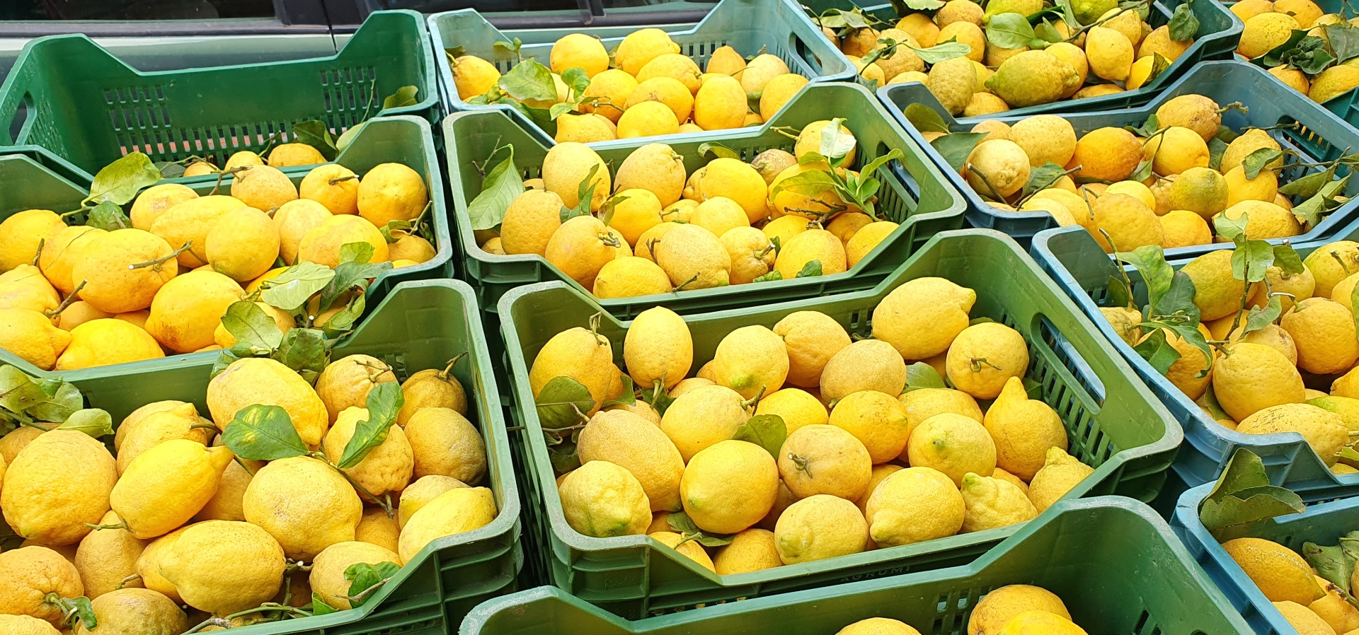 Ofrecemos a la venta a través de nuestra finca, limones de la costa amalfitana, estrictamente sin tratar