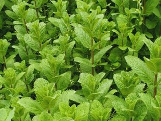Menta maravillosamente aromática, 100% natural.